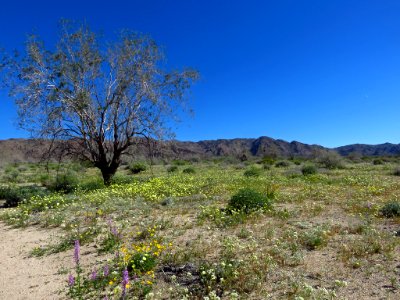 Cottonwood Spring with Wildflowers at Joshua Tree NP in CA