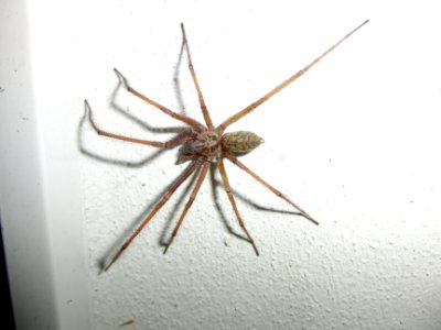 Hausspinne 3