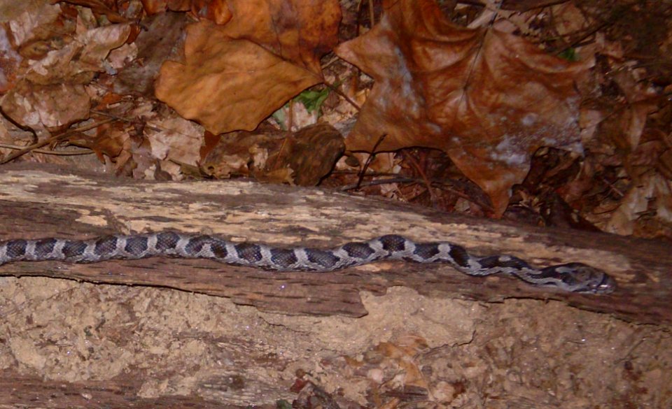 Juvenile eastern ratsnake