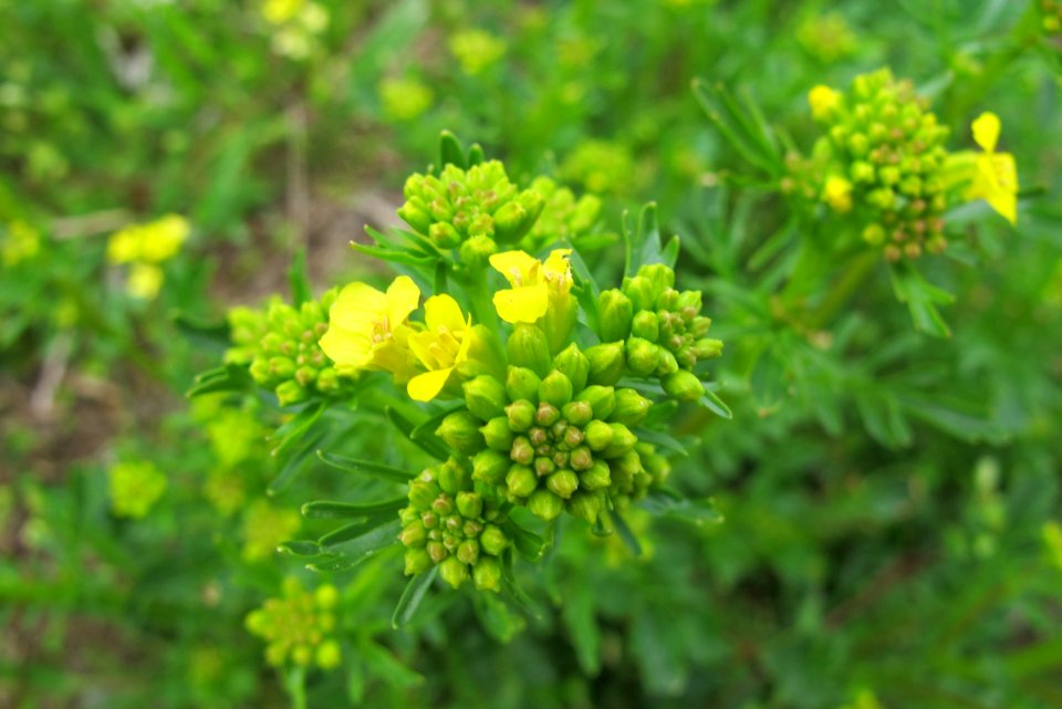 Early yellow-rocket
