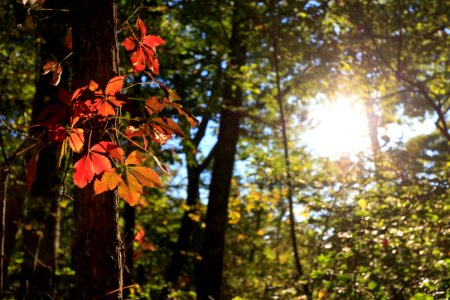 Fall Color photo