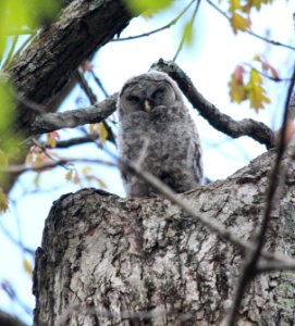 Juvenile Barred Owl photo