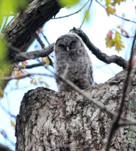 Juvenile Barred Owl