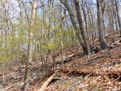 Dry Chestnut Oak - Northern Red Oak / Heath Forest at Harpers Ferry NHP