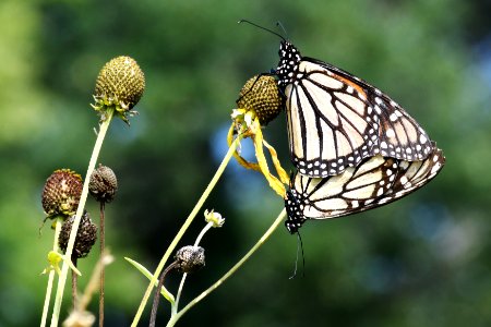 Mating Monarch Butterflies