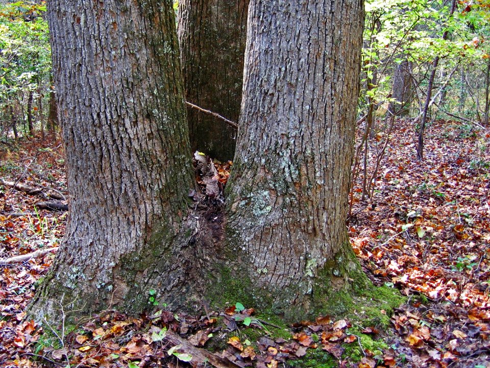 Triple-trunked tuliptree