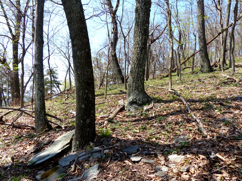 Basic Woodland at Harpers Ferry NHP