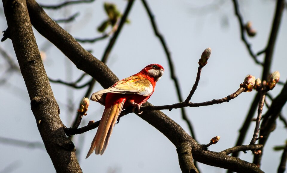 Pen feather red pen