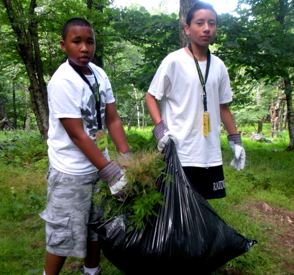 Filling bags with invasive plants