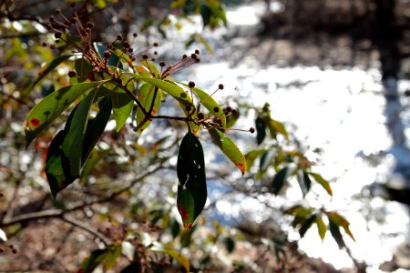 Mountain laurel photo