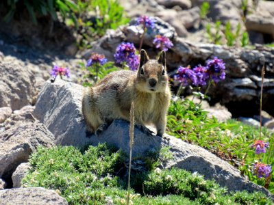 Ground Squirrel at Mt. Rainier NP in WA photo