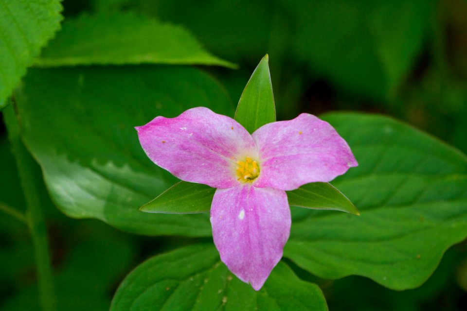Large Flowered Trillium