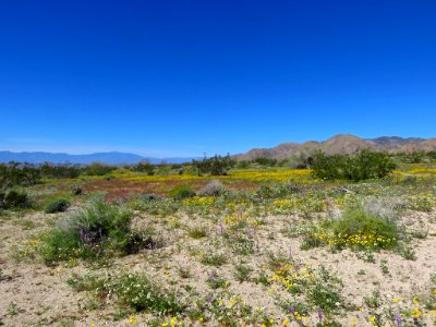 Cottonwood Spring with Wildflowers at Joshua Tree NP in CA photo