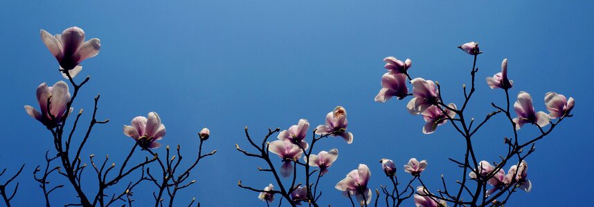 Branch flowering sky