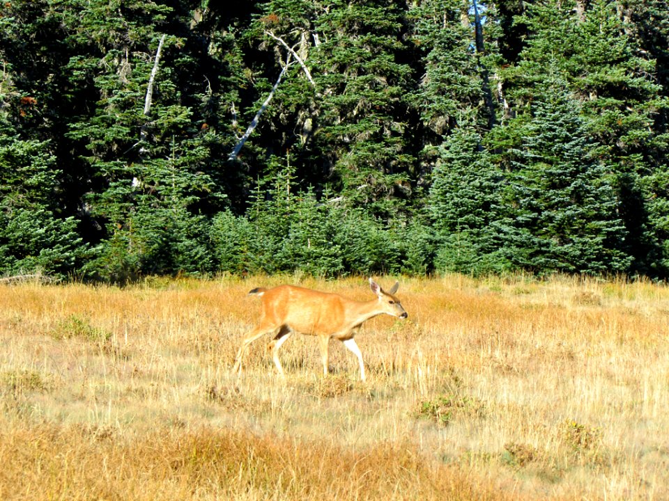 Deer at Hurricane Ridge at Olympic NP in WA
