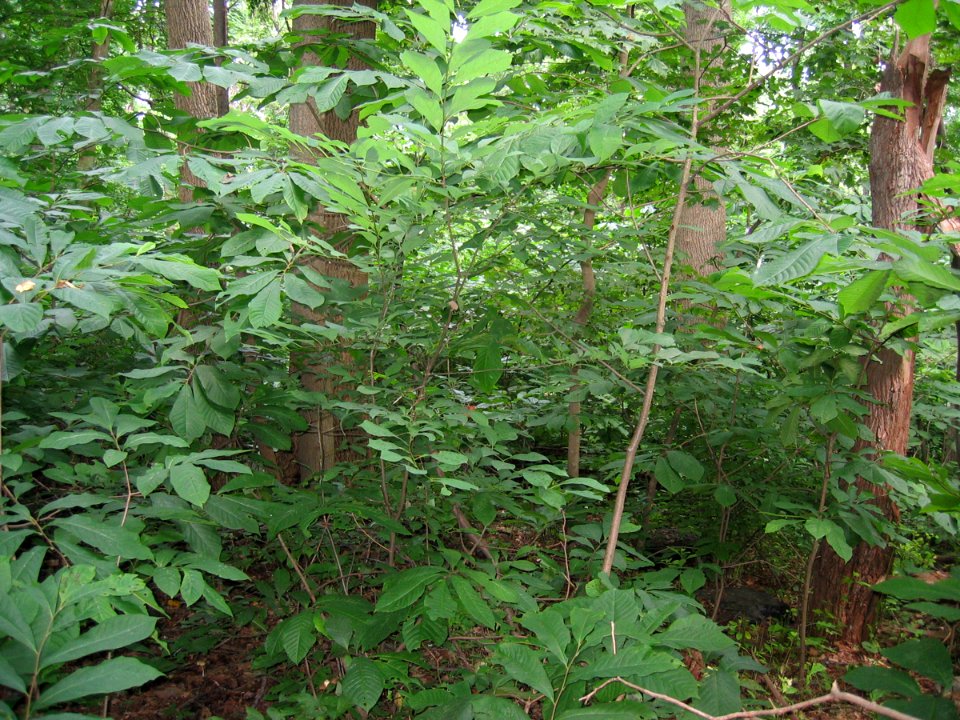 Rich Cove Forest at Harpers Ferry NHP