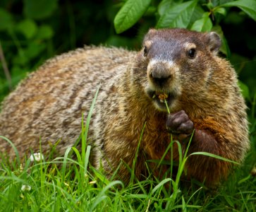 Ground Hog photo