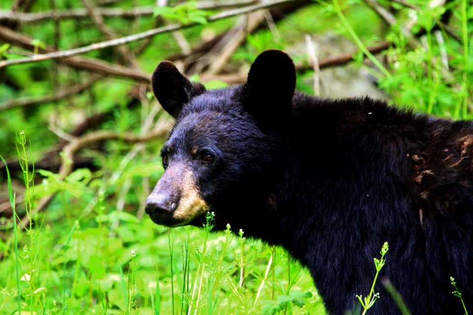 American Black Bear