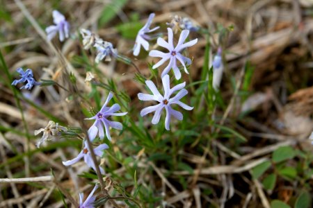 Cleft phlox