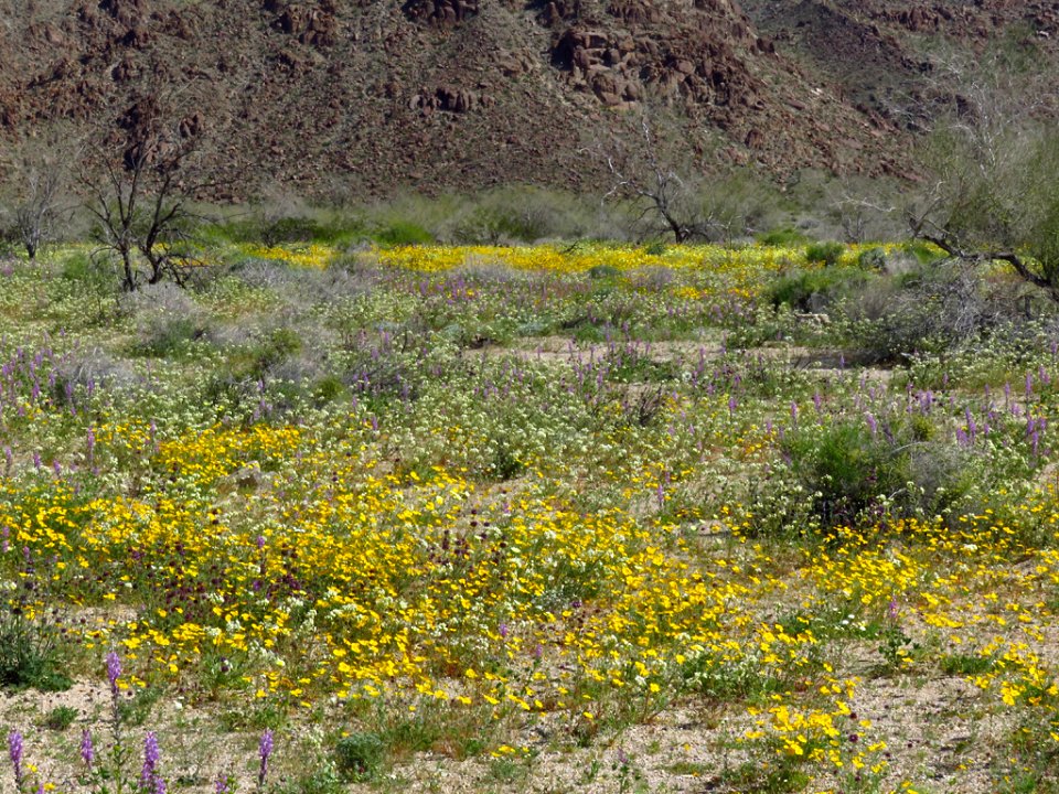 Cottonwood Spring with Wildflowers at Joshua Tree NP in CA