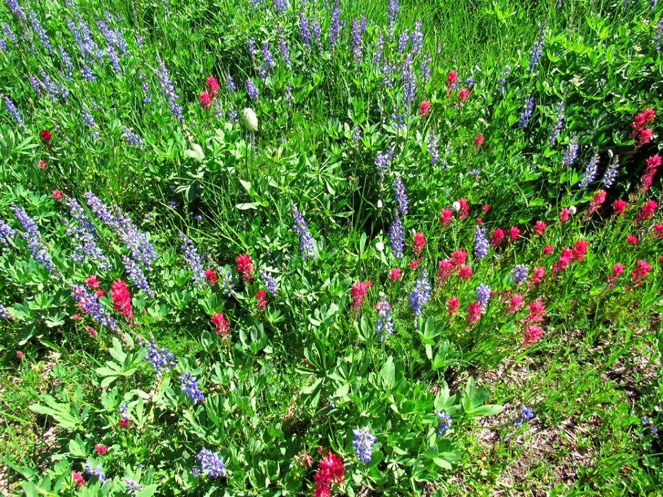 Tipsoo Lake Wildflowers at Mt. Rainier NP in WA