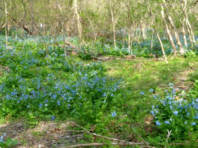 Virginia bluebells photo