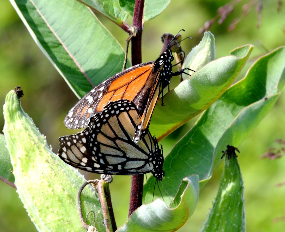 Mating Monarch Butterflies