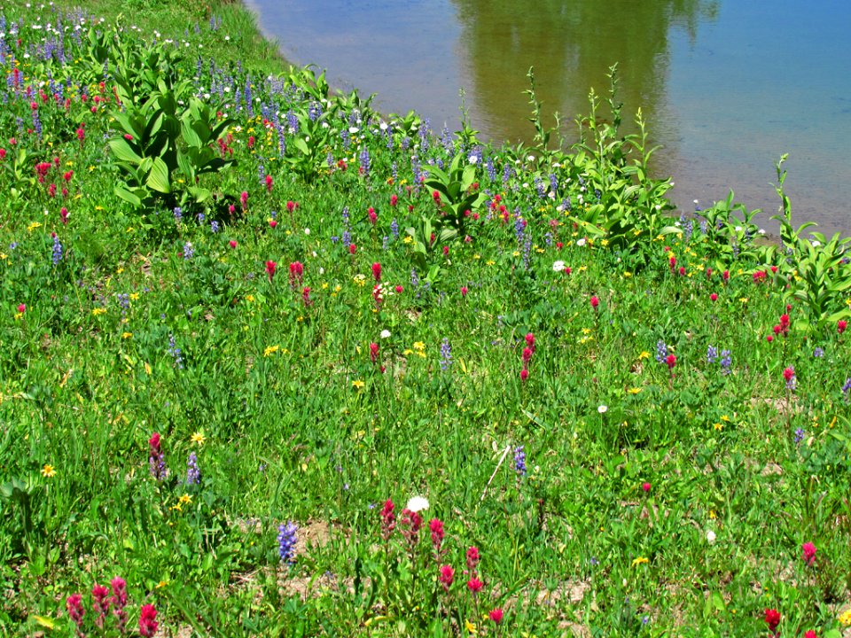 Tipsoo Lake Wildflowers at Mt. Rainier NP in WA