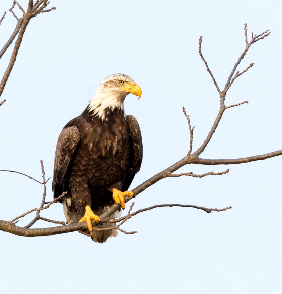 Bald Eagle