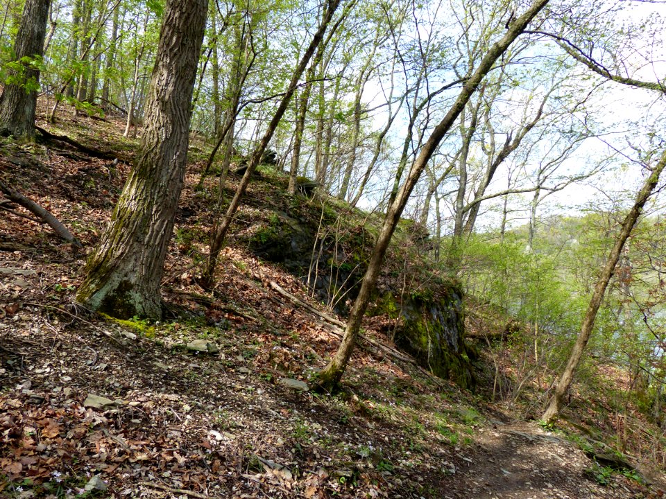 Dry-Mesic Chestnut Oak - Northern Red Oak Forest at Harpers Ferry NHP