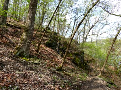Dry-Mesic Chestnut Oak - Northern Red Oak Forest at Harpers Ferry NHP