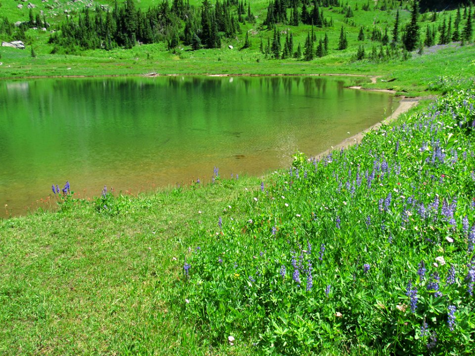 Tipsoo Lake Wildflowers at Mt. Rainier NP in WA