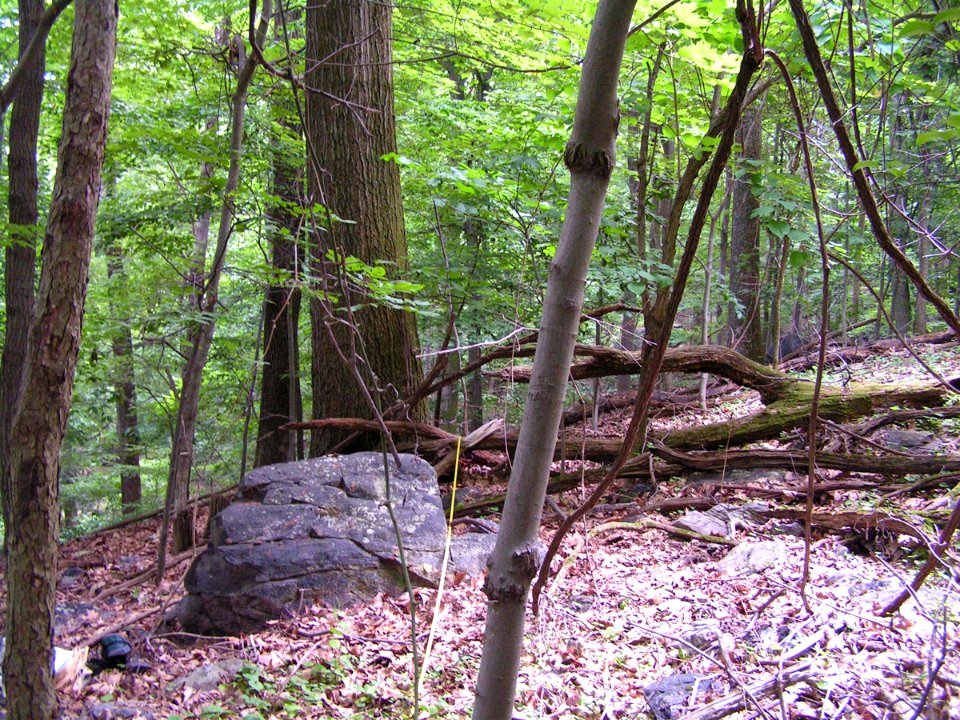 Dry Chestnut Oak - Northern Red Oak / Heath Forest at Harpers Ferry NHP