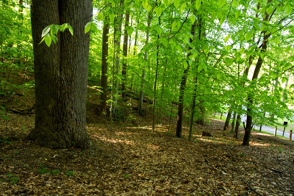 Picnic Area 22, Rock Creek Park, D.C.
