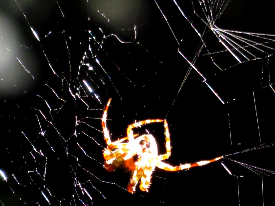 Spider Web