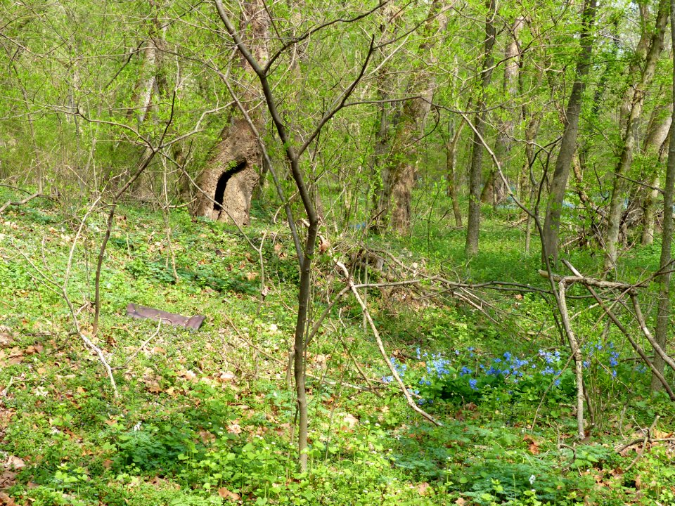 Rich Floodplain Forest at Harpers Ferry NHP