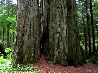 Redwoods in California