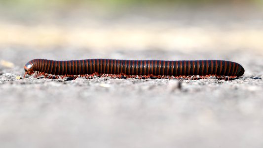 American Giant Millipede