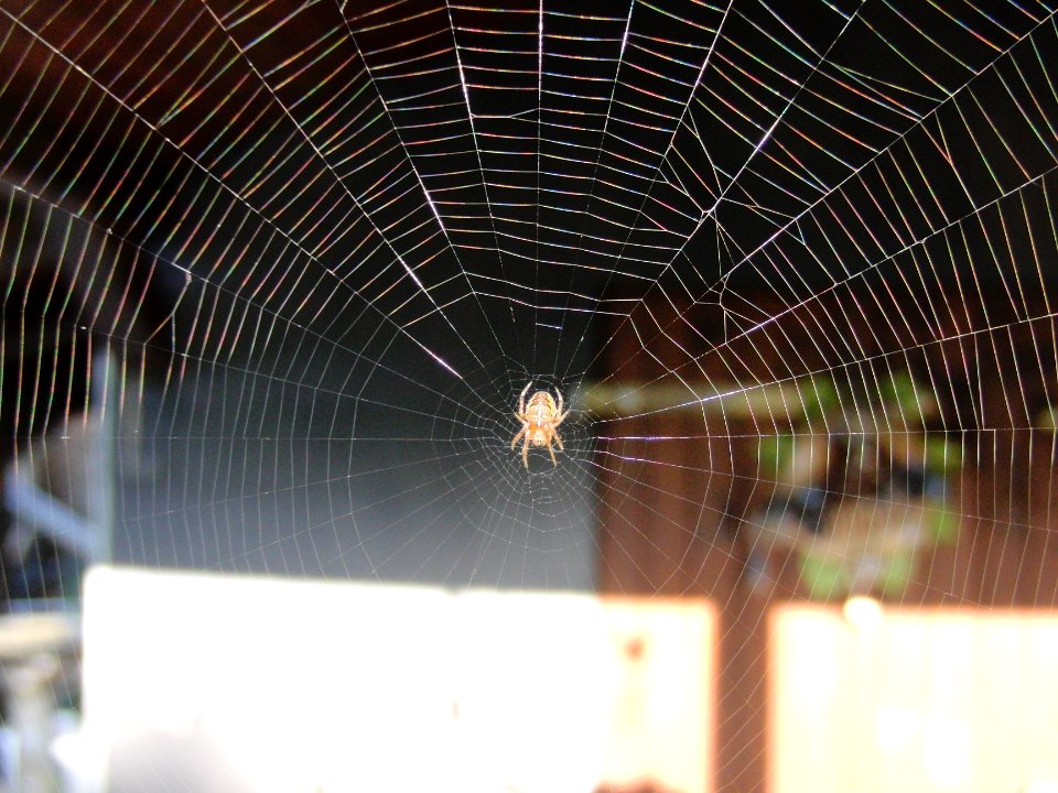 Spinne