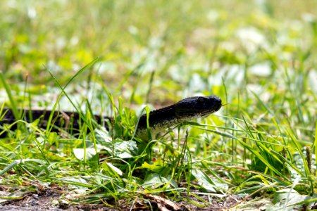 Eastern Timber Rattlesnake