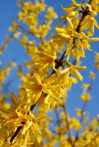 Yellow flower yellow spring