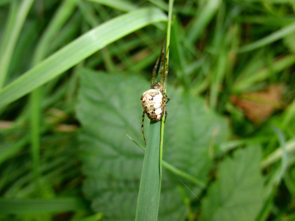 Spinne photo