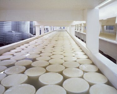 Rounds food dairy