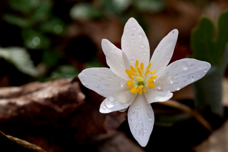 Bloodroot