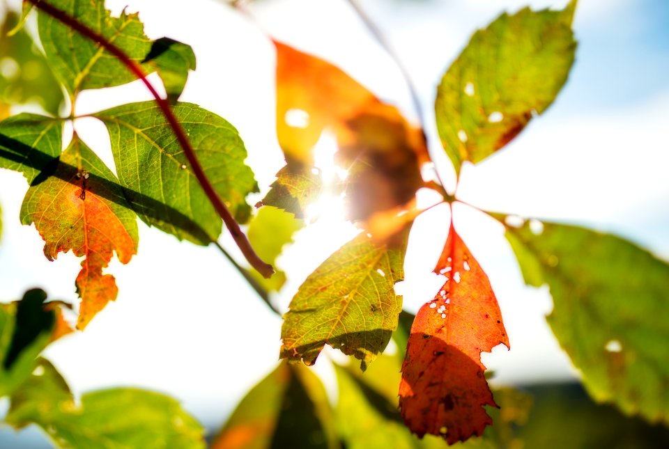 Early Fall