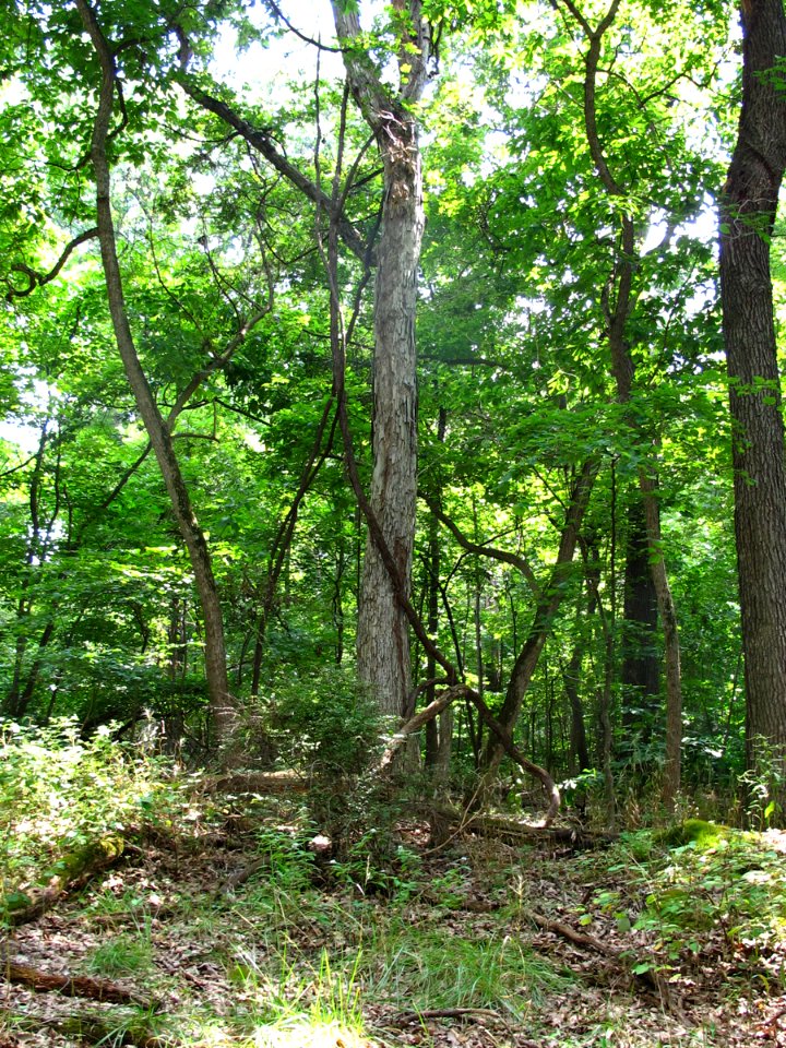 Basic Oak - Hickory Forest at Harpers Ferry NHP