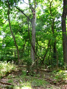 Basic Oak - Hickory Forest at Harpers Ferry NHP