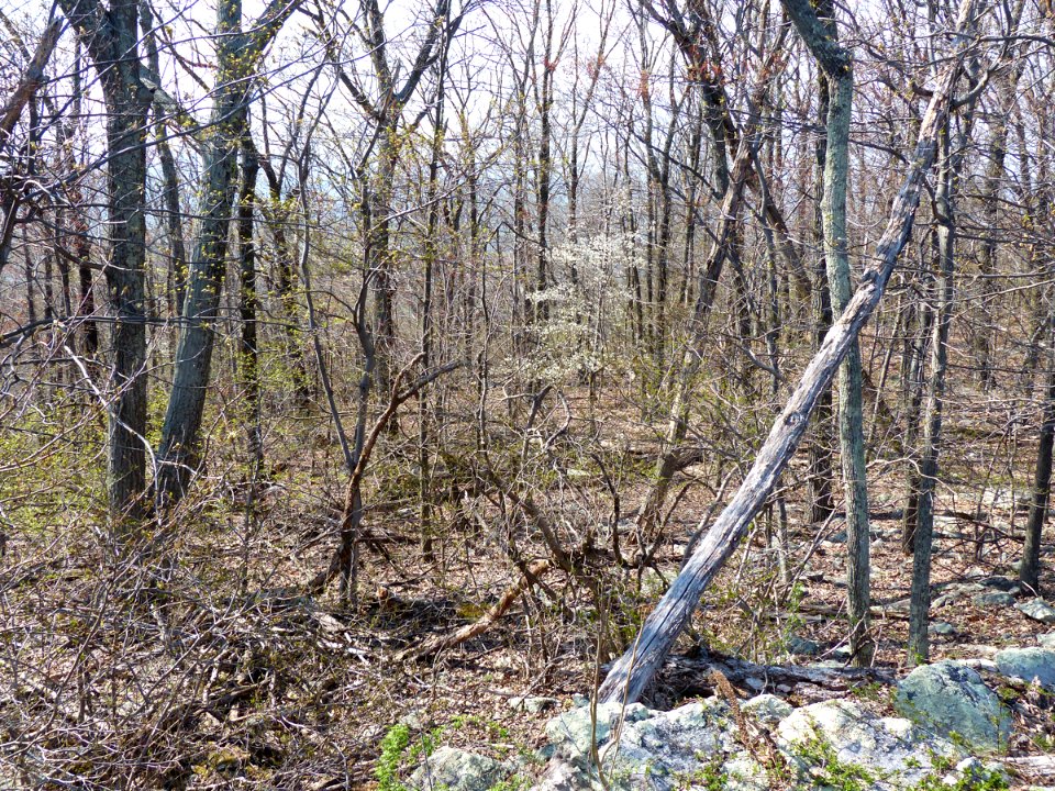 Basic Oak - Hickory Forest at Harpers Ferry NHP