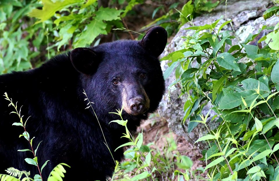American Black Bear