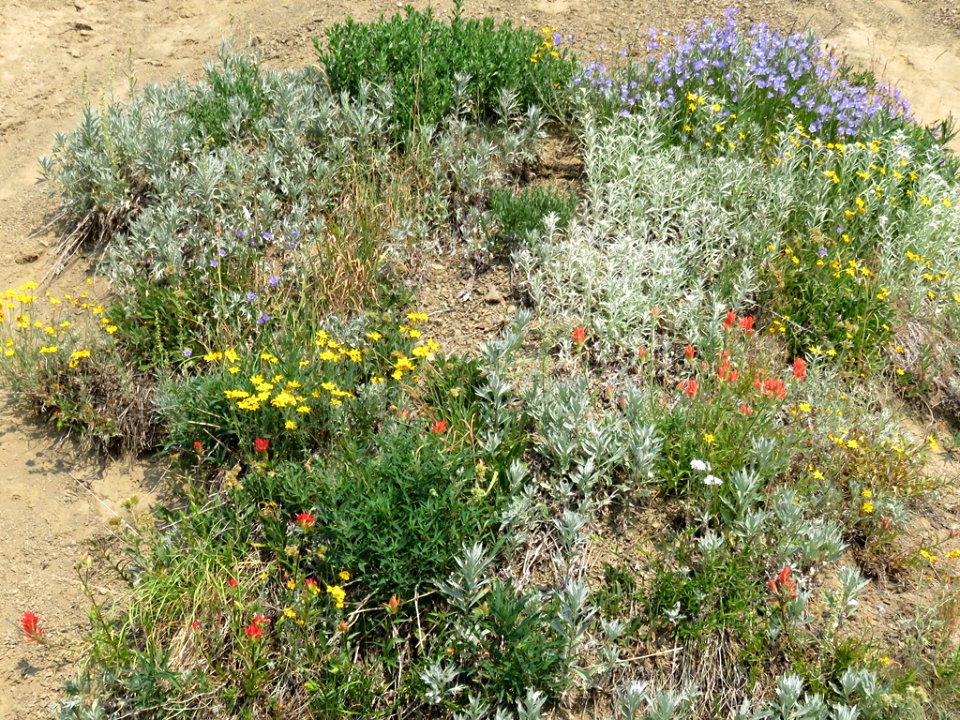 Wildflowers at Hurricane Ridge at Olympic NP in Washington